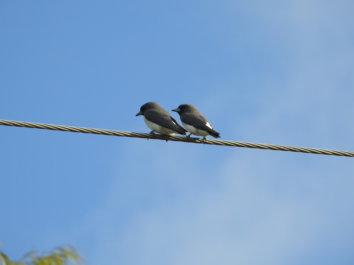 White-breasted Woodswallow - ML621122984