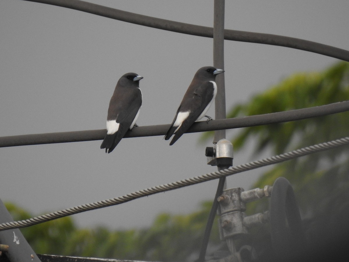 White-breasted Woodswallow - ML621122988