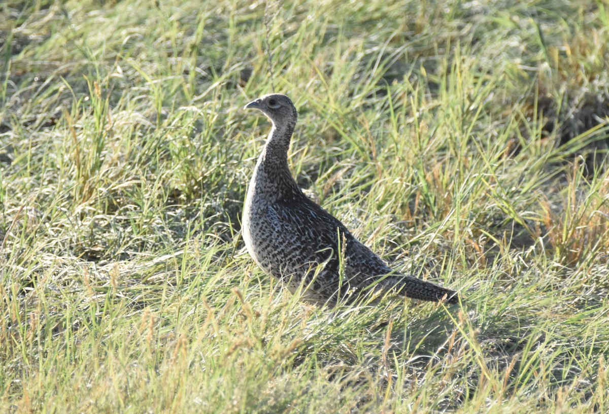 Ring-necked Pheasant - ML621122995