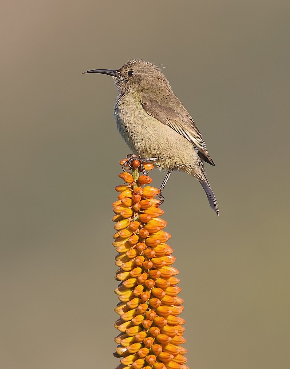 Southern Double-collared Sunbird - ML621122998