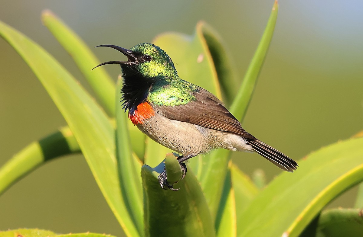 Southern Double-collared Sunbird - ML621122999