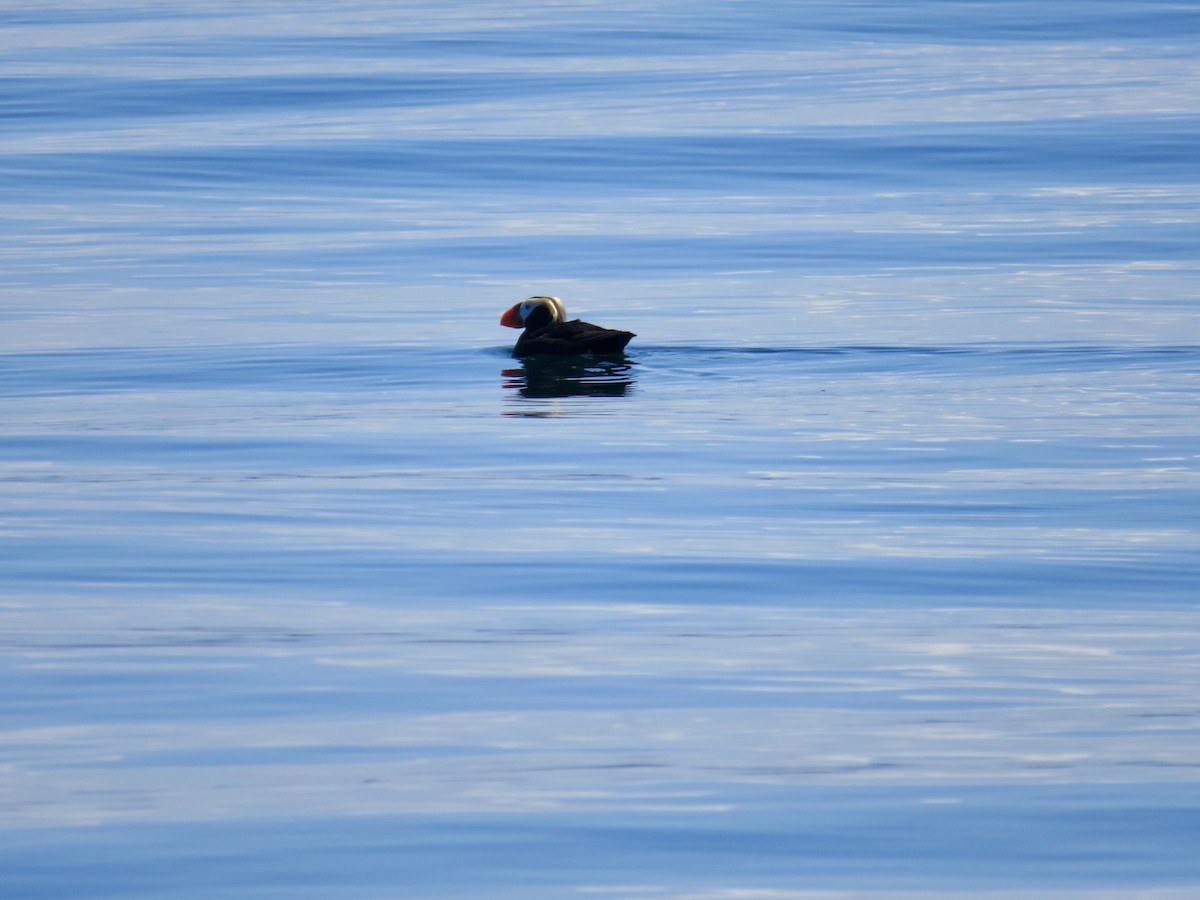 Tufted Puffin - ML621123009