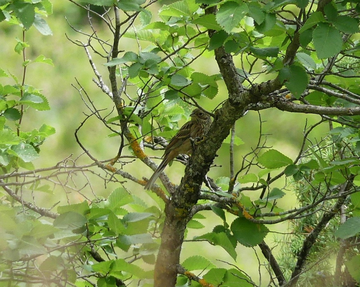 Rock Bunting - ML621123015