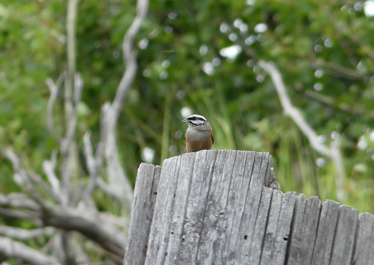 Rock Bunting - ML621123016