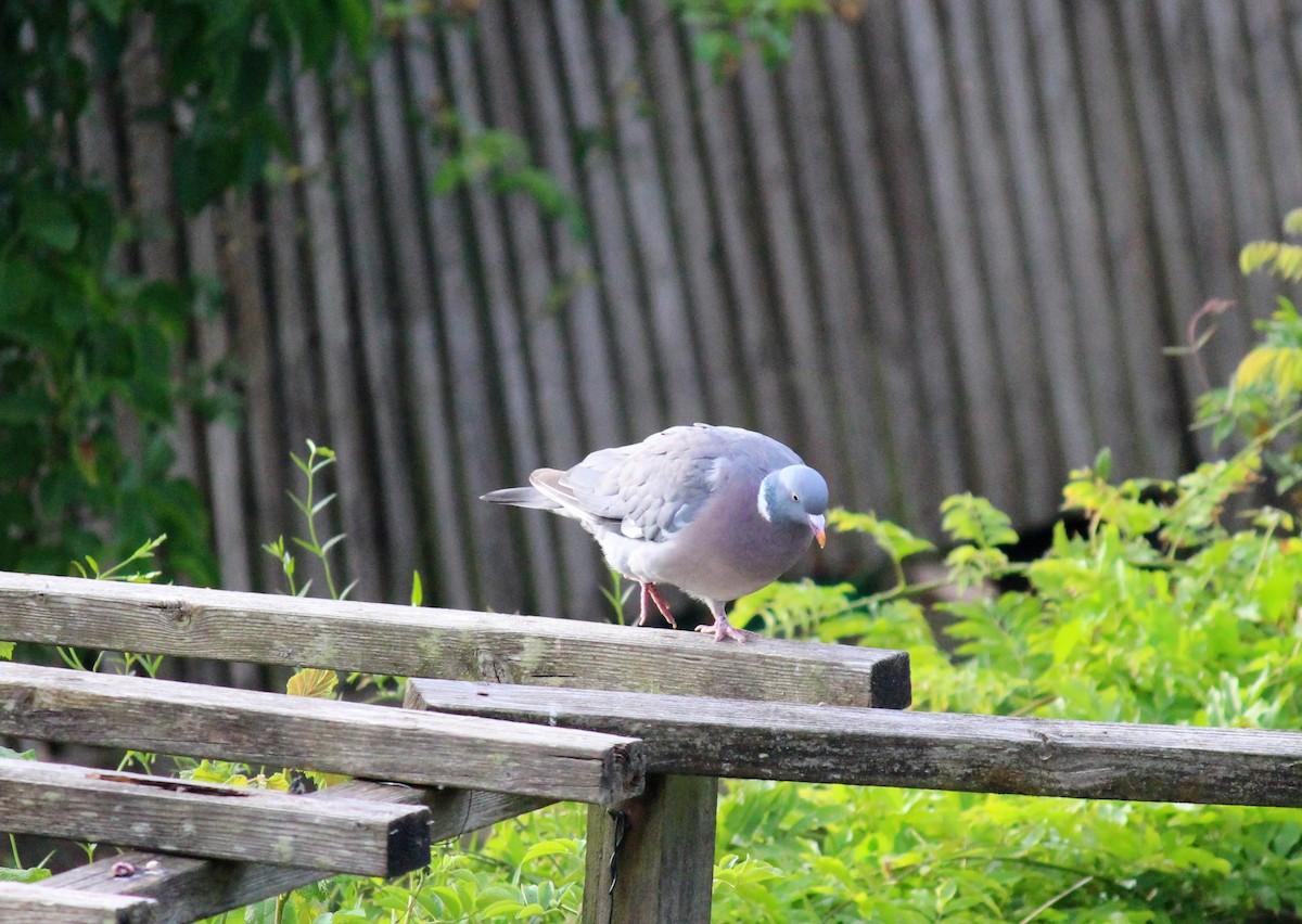 Common Wood-Pigeon - ML621123038