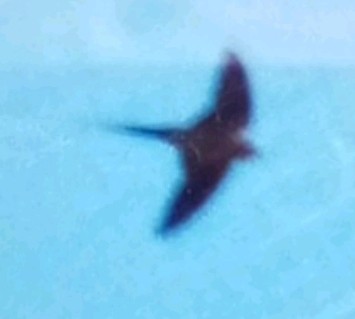 Red-rumped Swallow - ML621123061