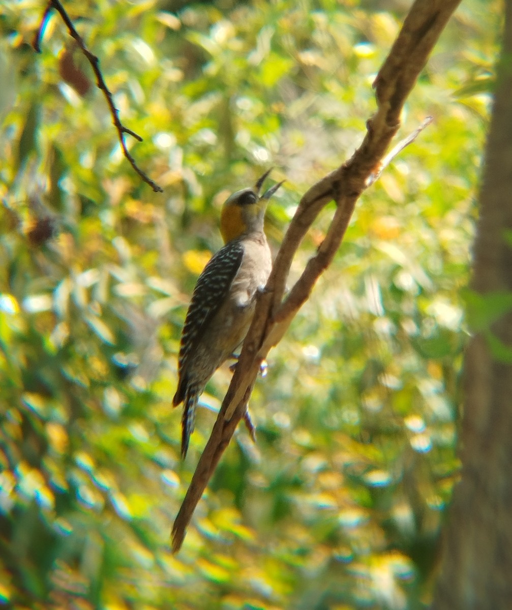 Golden-cheeked Woodpecker - ML621123075