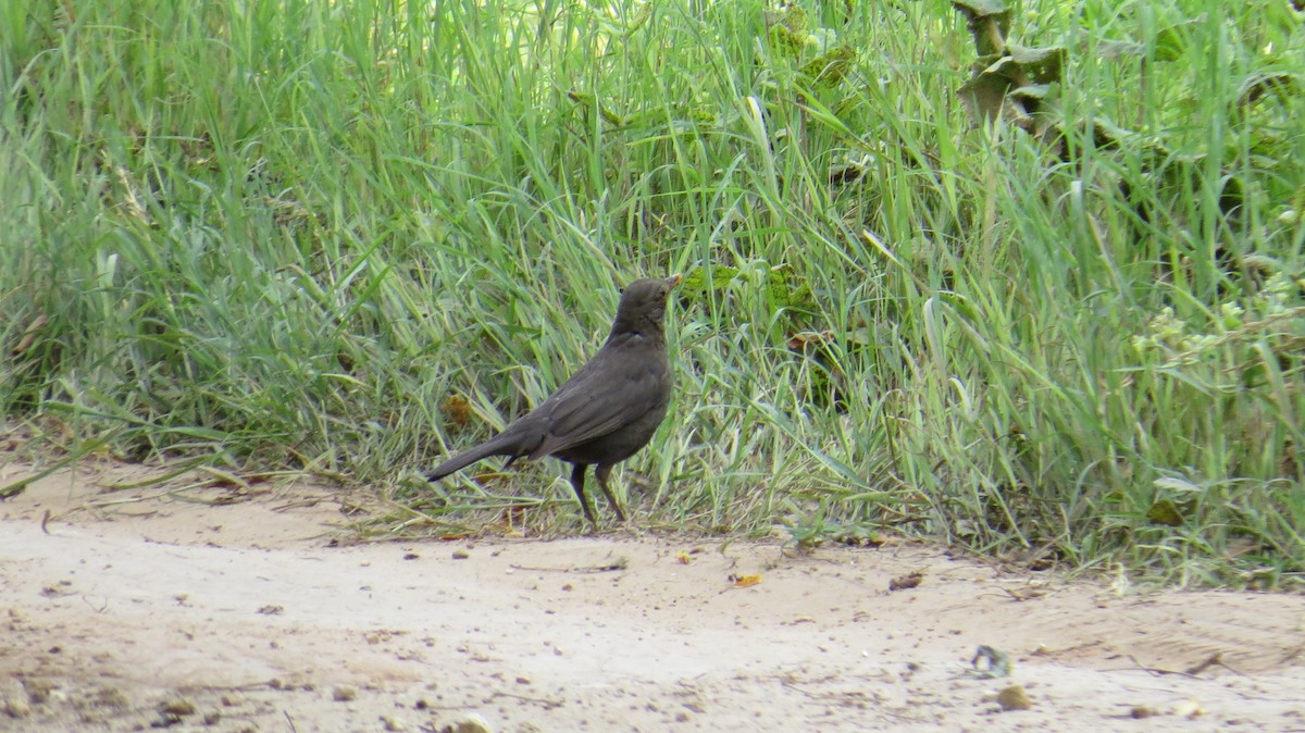 Eurasian Blackbird - ML621123096