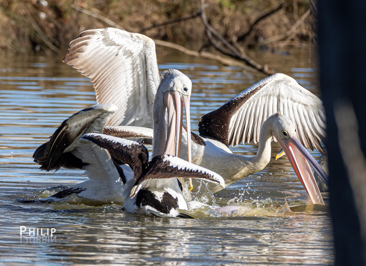 pelikán australský - ML621123118