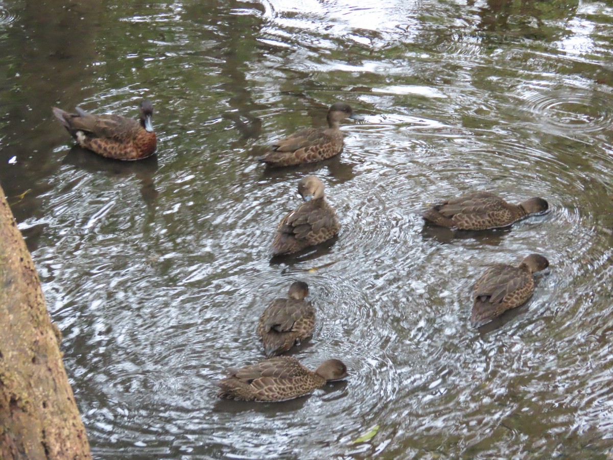 Chestnut Teal - ML621123119