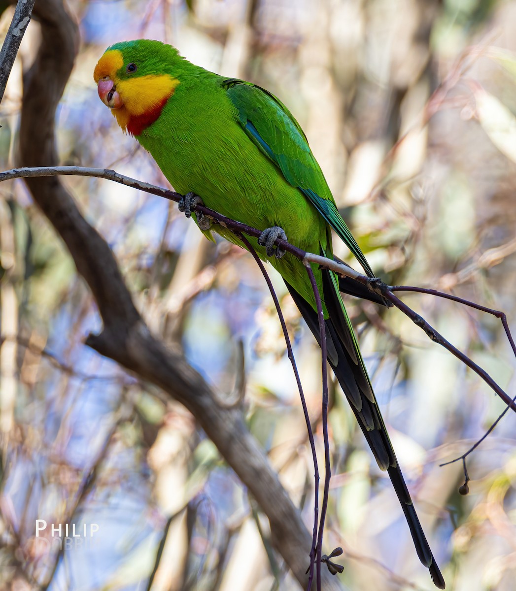 Superb Parrot - Philip Dubbin