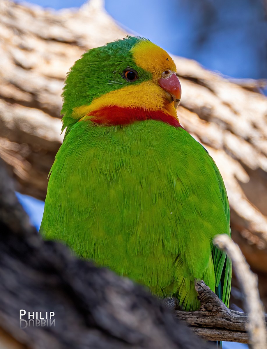Harika Renkli Papağan - ML621123135