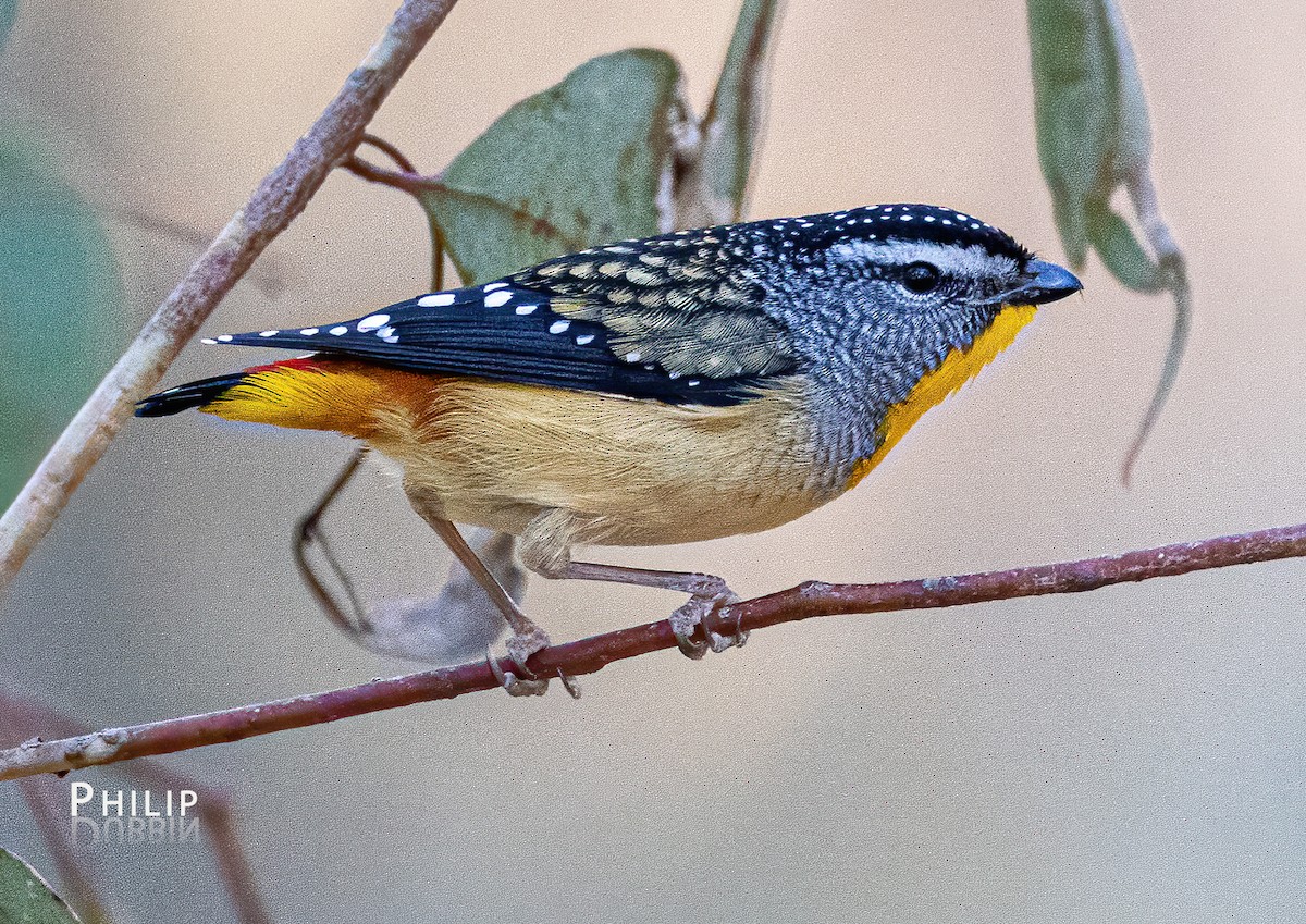 Spotted Pardalote - ML621123163