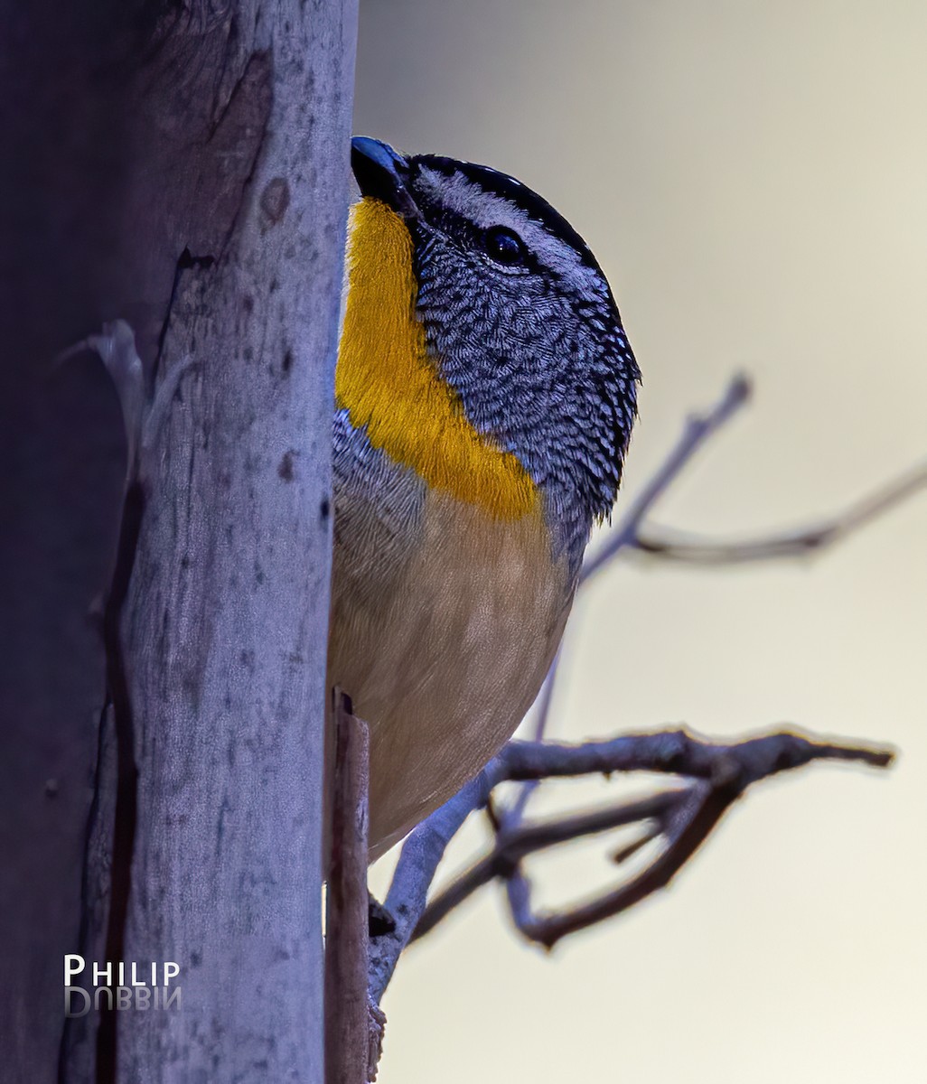 Spotted Pardalote - ML621123164