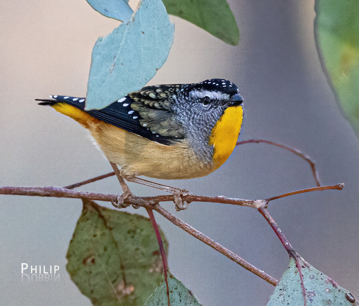 Spotted Pardalote - ML621123165