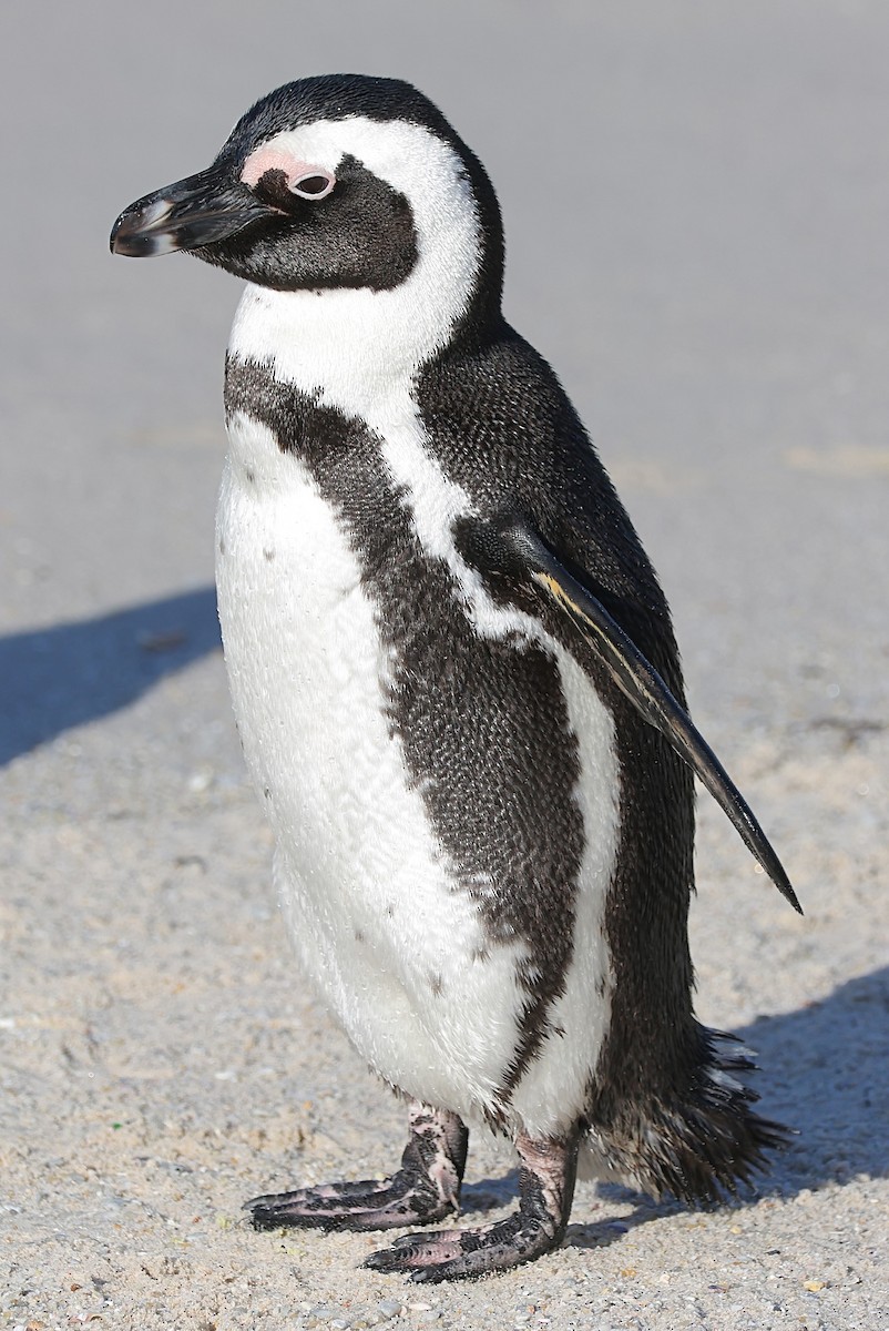 Очковый пингвин - ML621123178