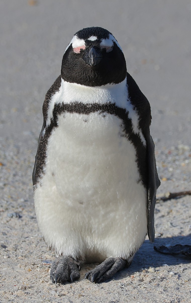 Pingüino de El Cabo - ML621123179