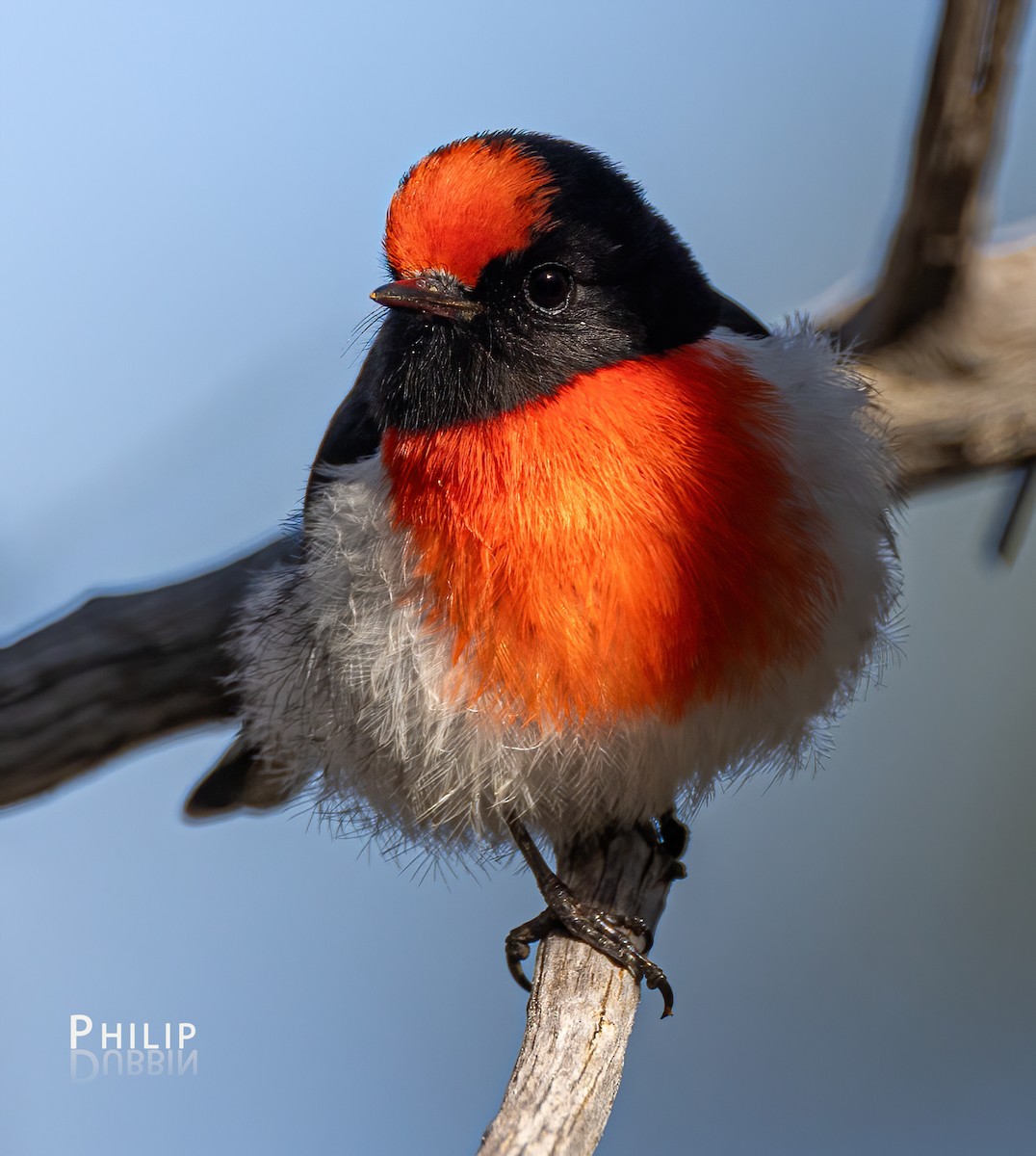 Red-capped Robin - ML621123191
