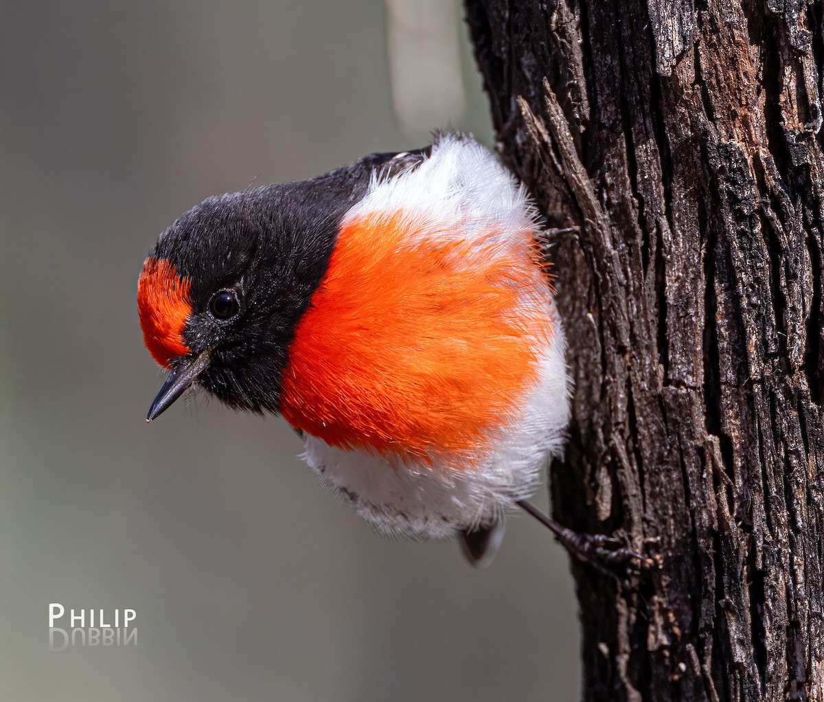Red-capped Robin - ML621123192