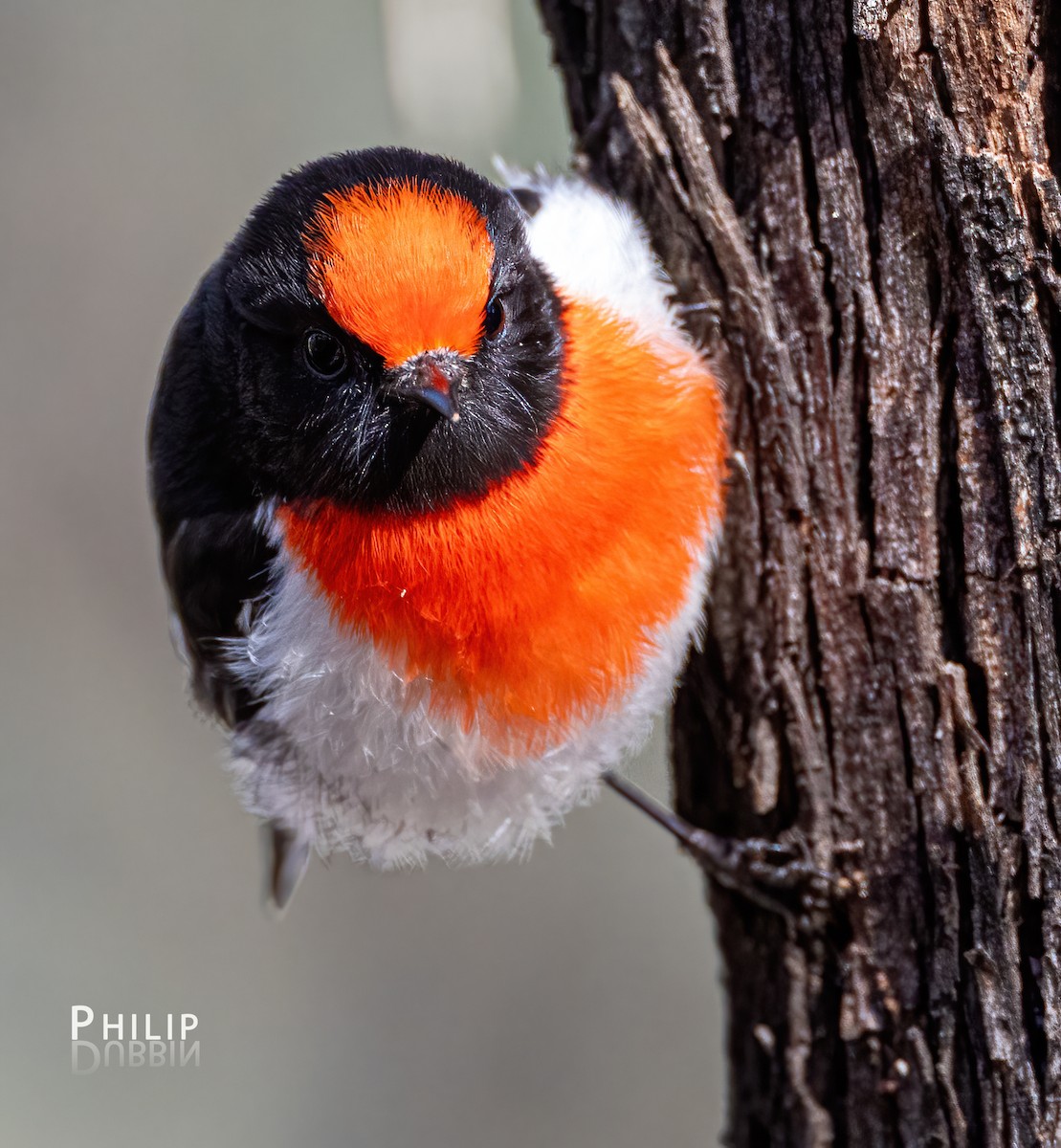 Red-capped Robin - ML621123193