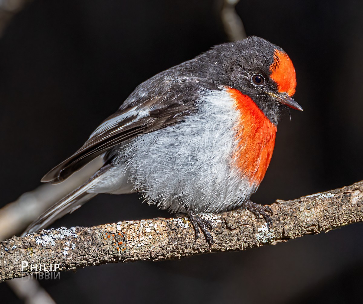 Red-capped Robin - ML621123195
