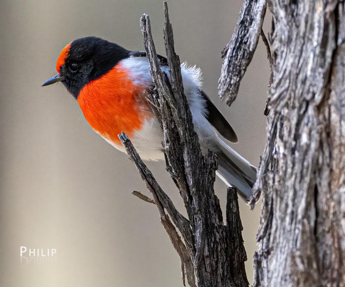 Red-capped Robin - ML621123196