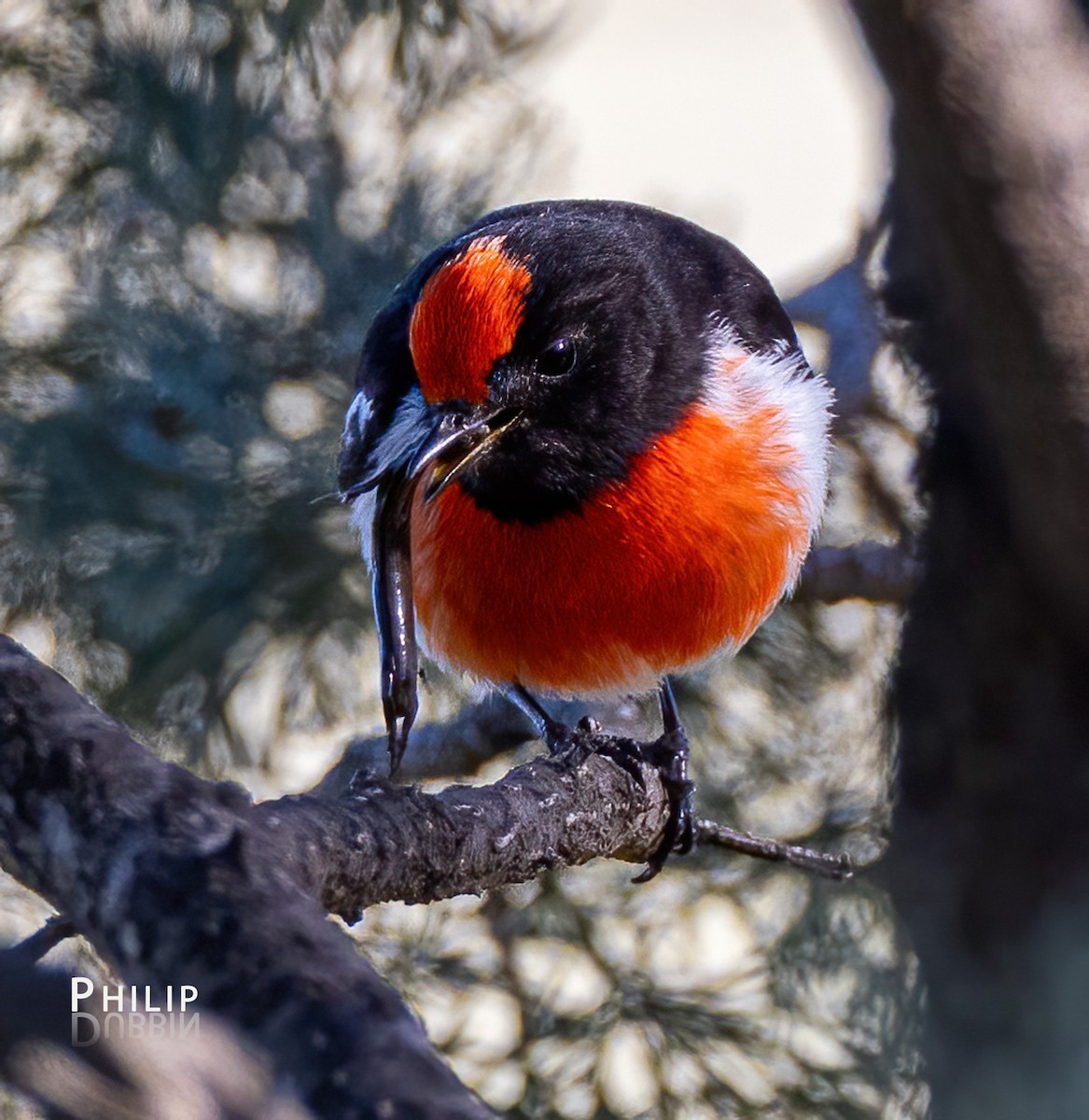 Red-capped Robin - ML621123208