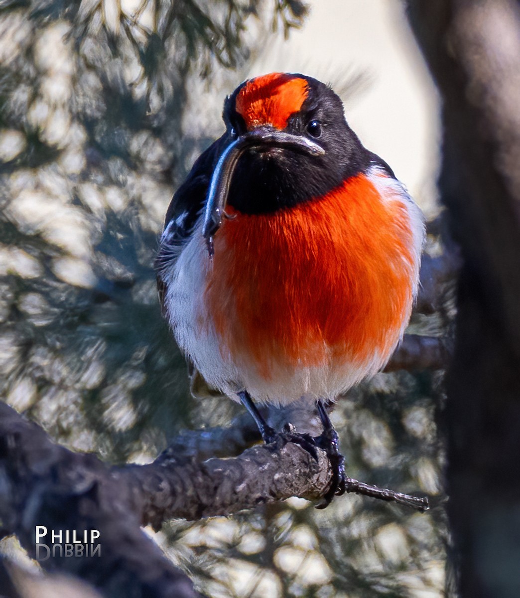 Red-capped Robin - ML621123209