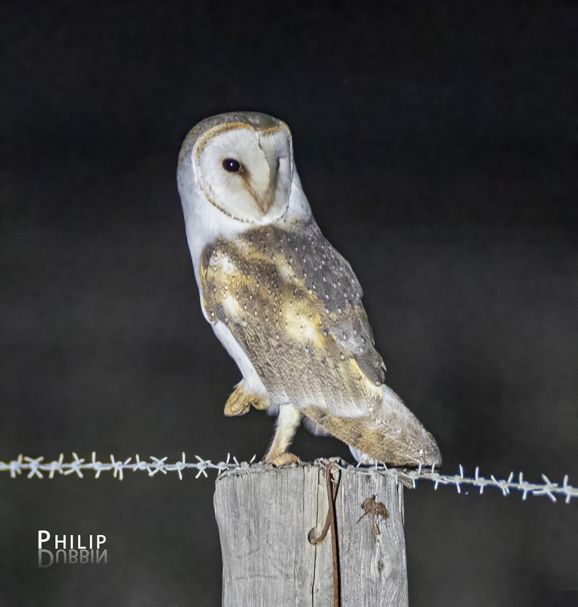 Barn Owl - ML621123224