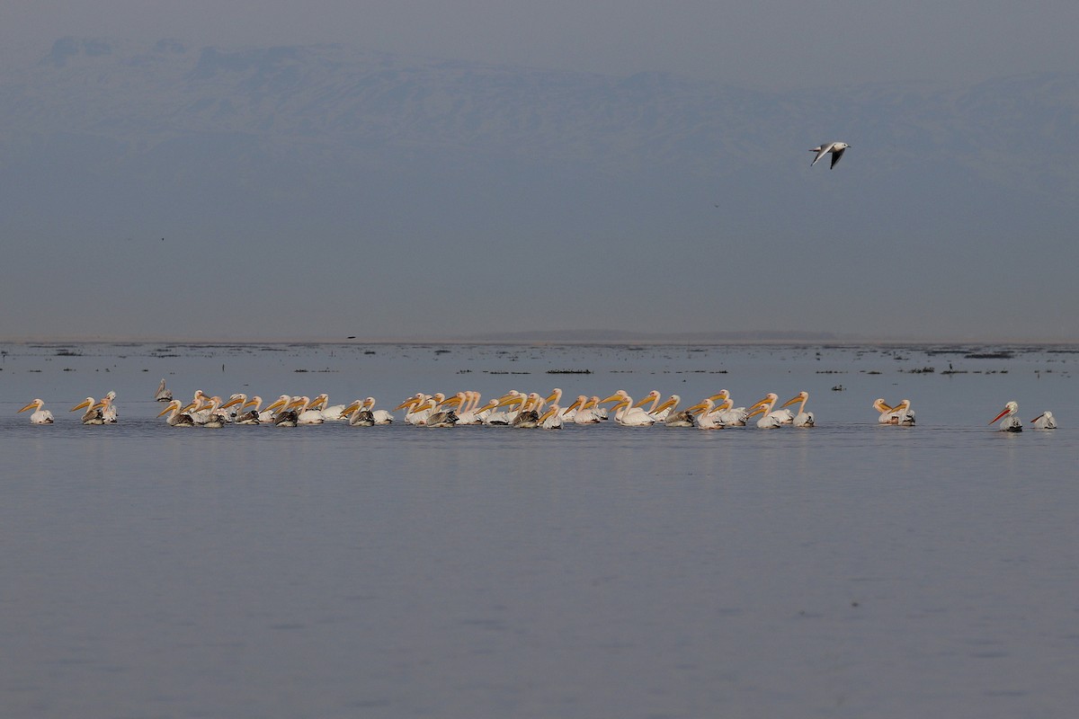 Great White Pelican - ML621123235