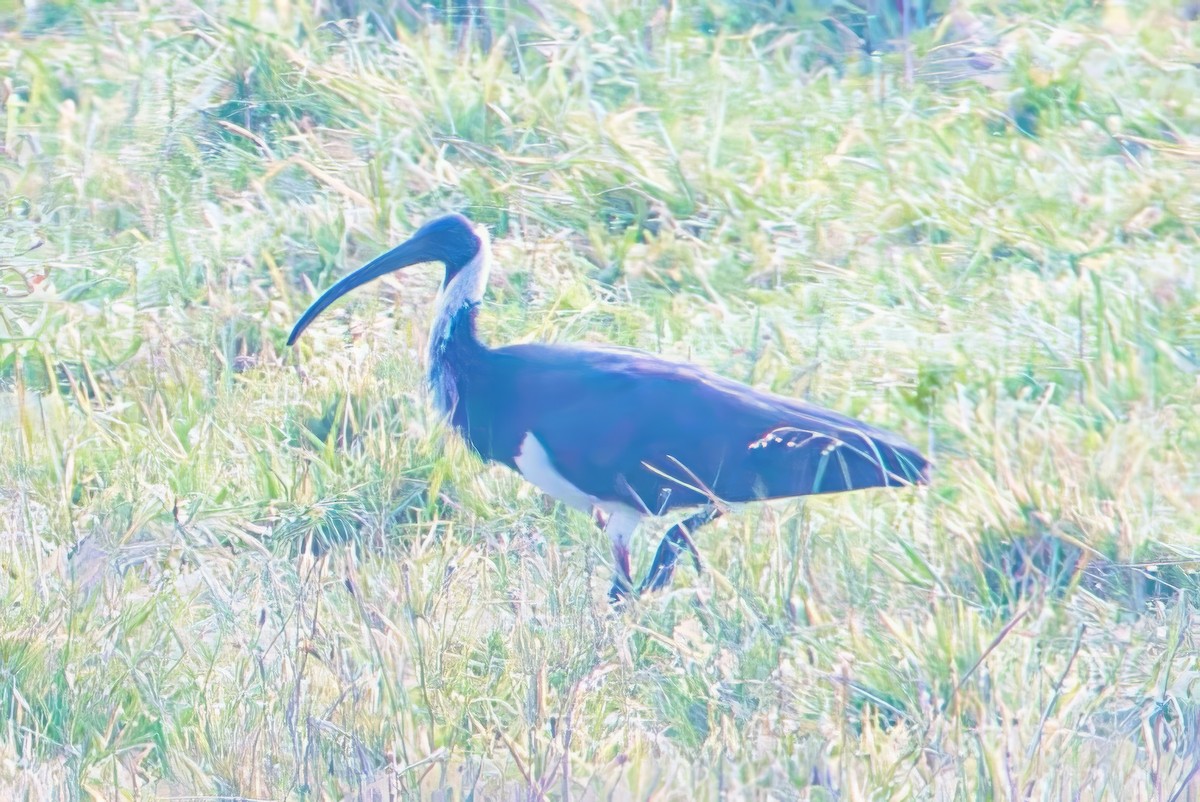 ibis slámokrký - ML621123237