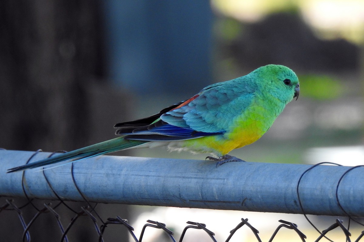 Red-rumped Parrot - ML621123245