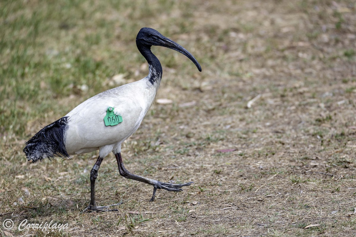 ibis australský - ML621123255