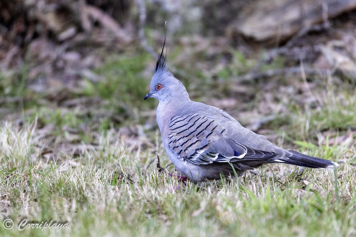 Crested Pigeon - ML621123261
