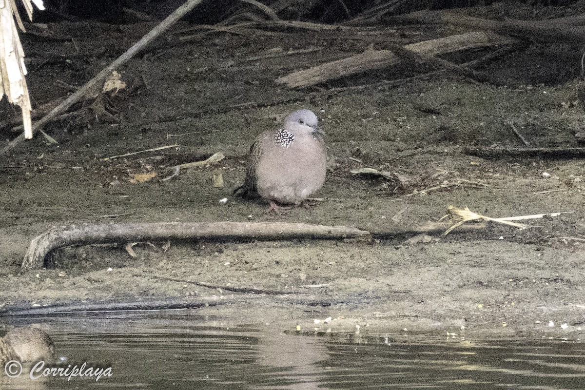 Spotted Dove - ML621123286