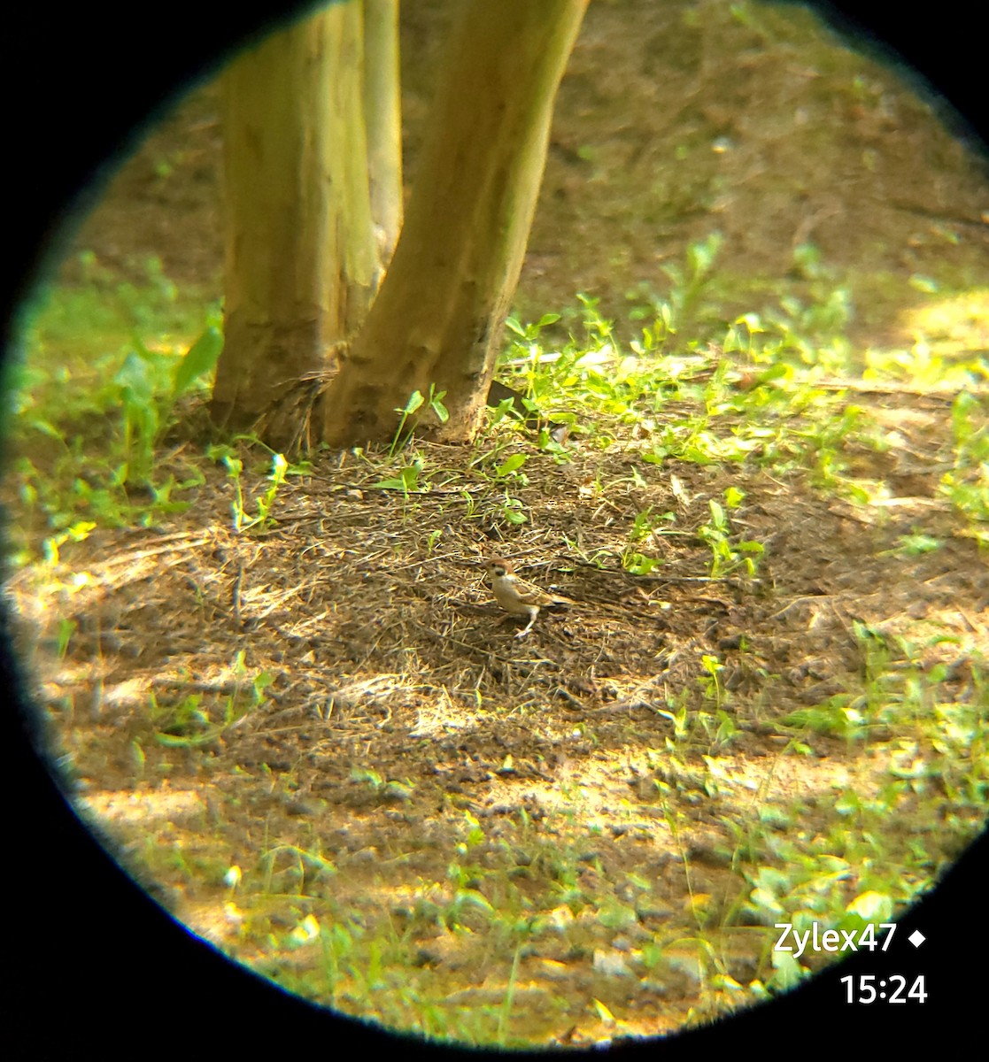 Eurasian Tree Sparrow - ML621123288