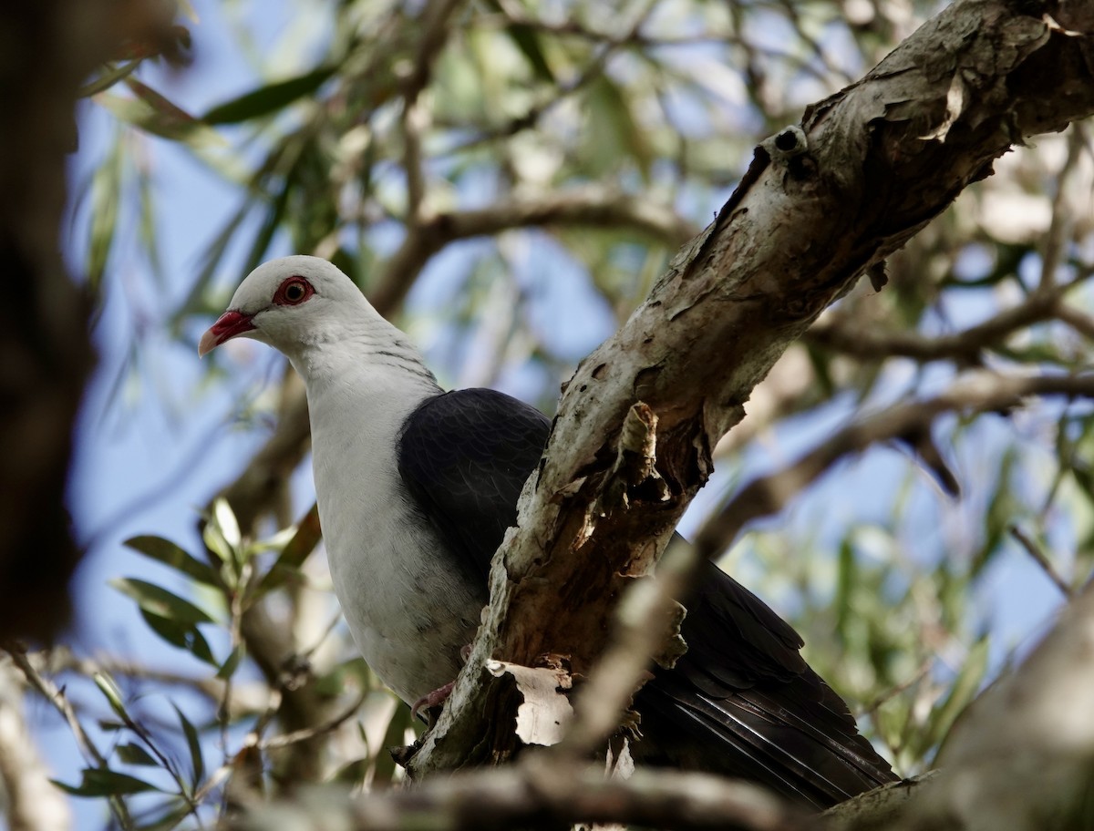 White-headed Pigeon - ML621123298
