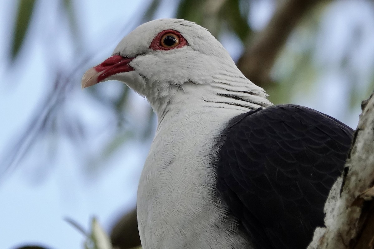 White-headed Pigeon - ML621123299