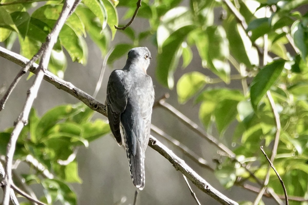 Fan-tailed Cuckoo - ML621123301