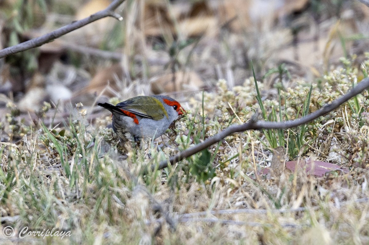 Red-browed Firetail - ML621123314