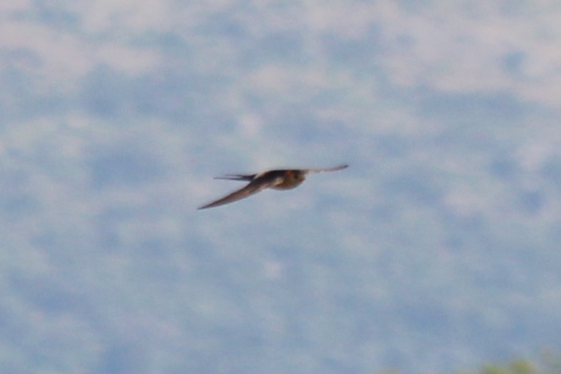 Red-rumped Swallow - ML621123388
