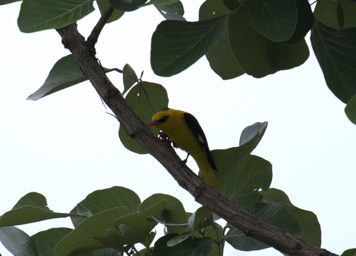 Indian Golden Oriole - ML621123398