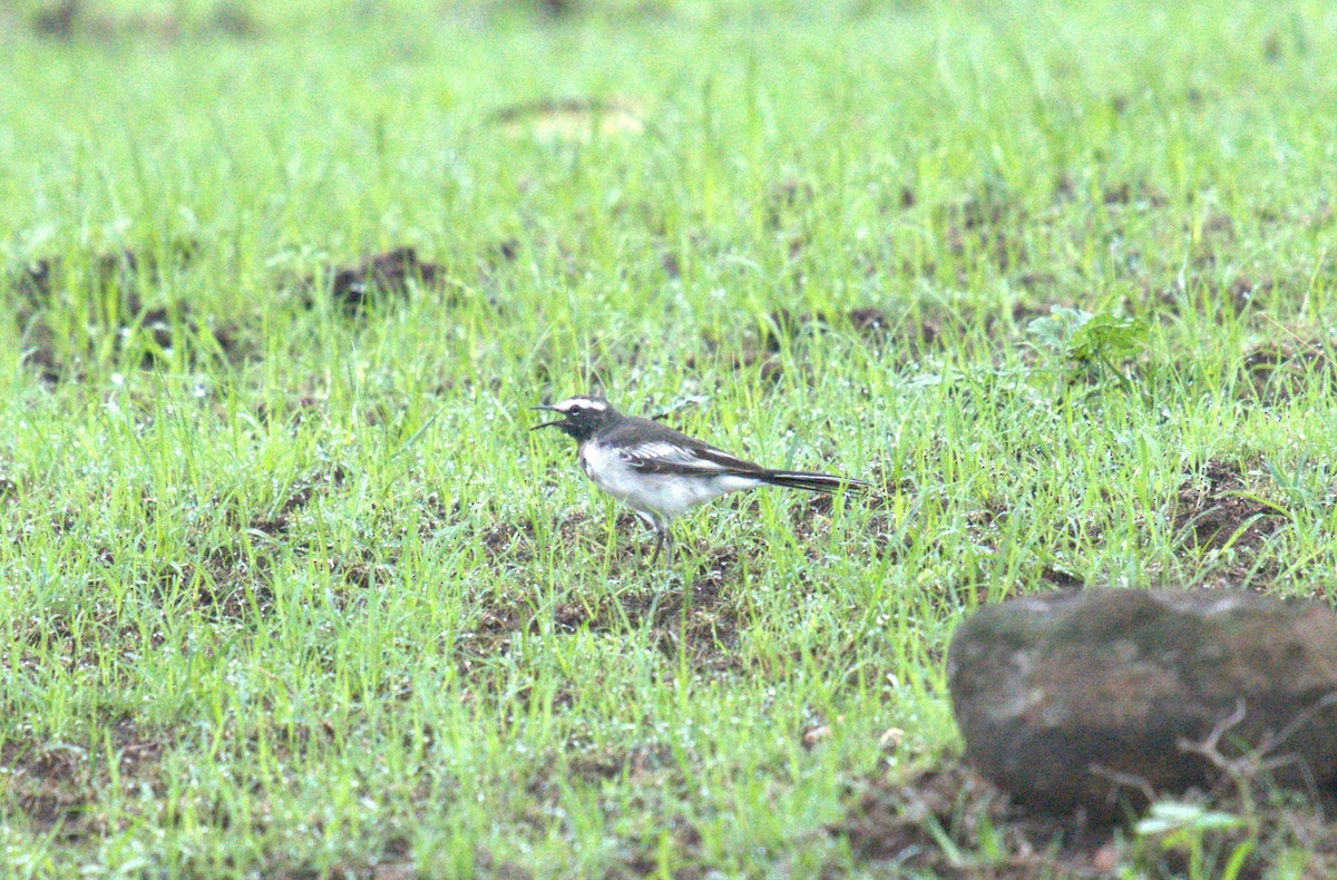 White-browed Wagtail - ML621123402