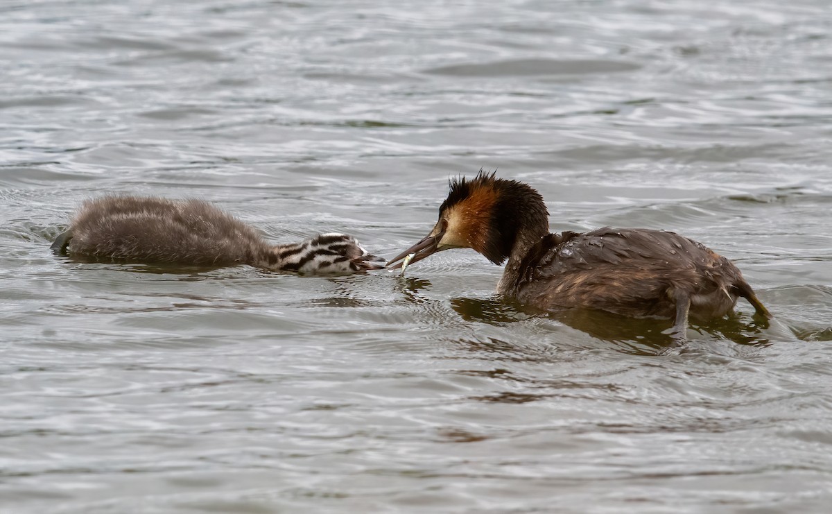 Great Crested Grebe - ML621123431