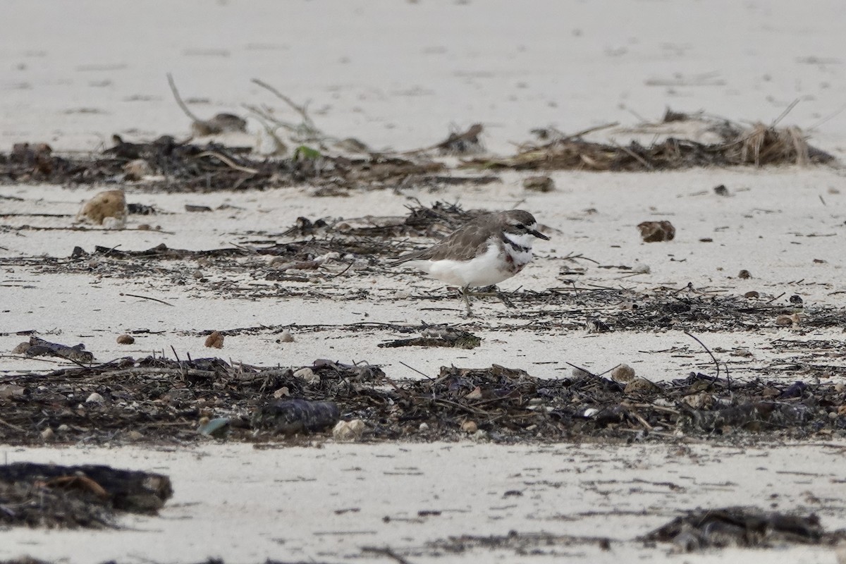 Double-banded Plover - ML621123437