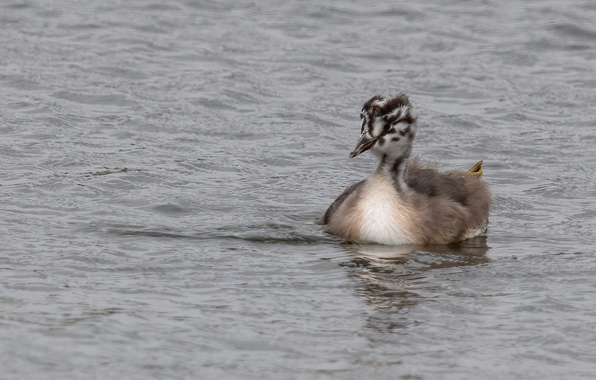 Great Crested Grebe - ML621123464