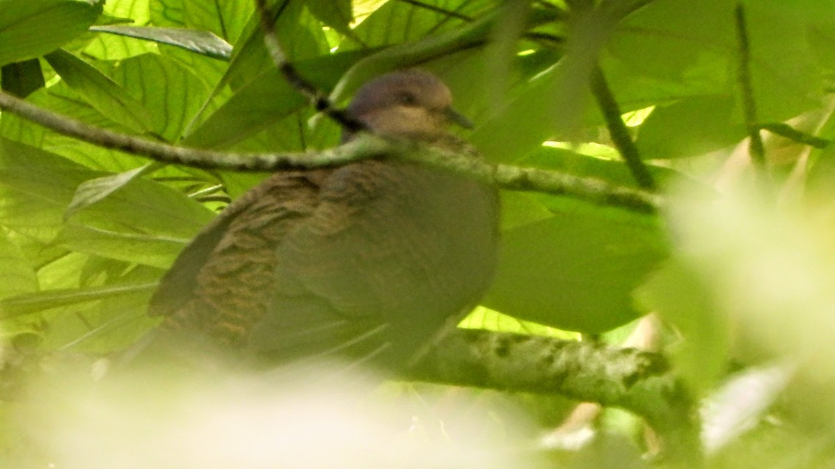Barred Cuckoo-Dove - ML621123492