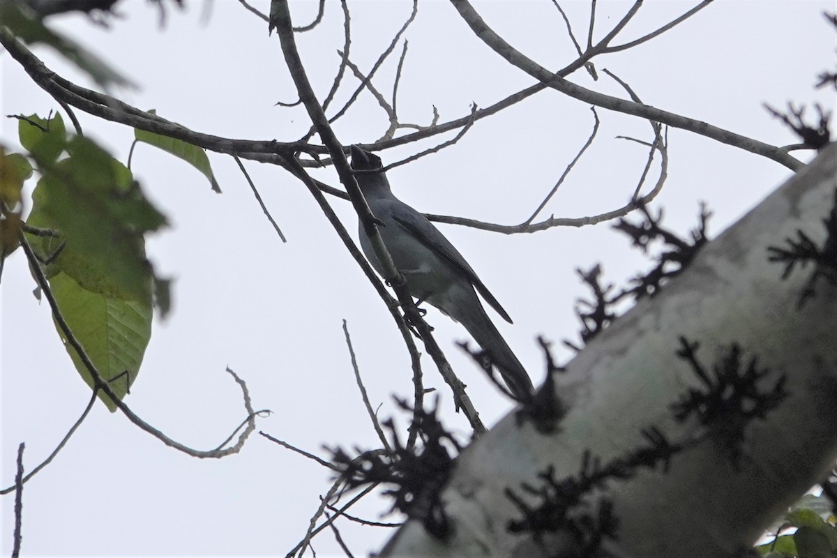 Buru Cuckooshrike - ML621123494