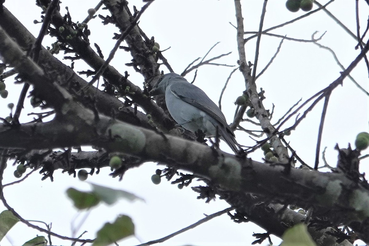 Buru Cuckooshrike - ML621123495