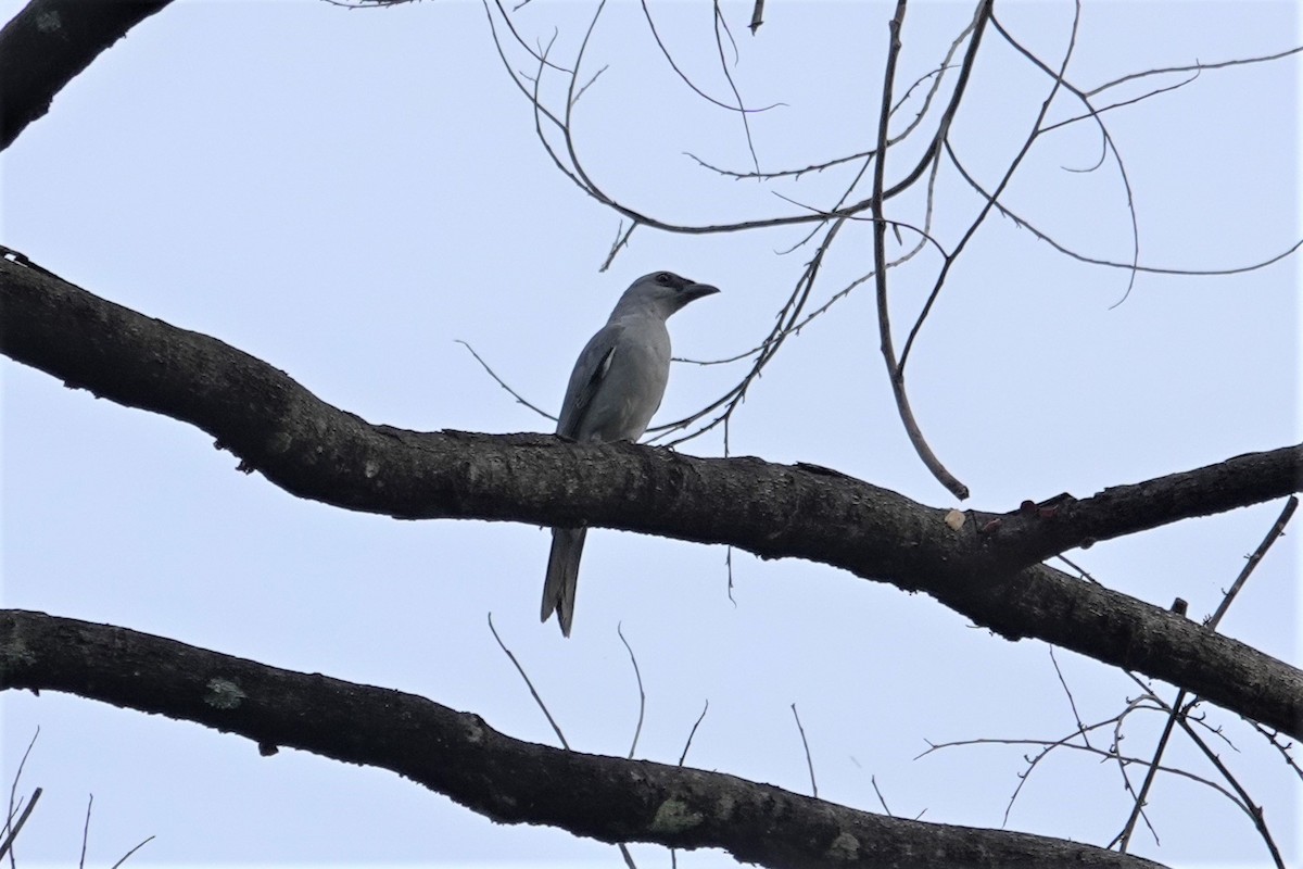 Buru Cuckooshrike - ML621123496